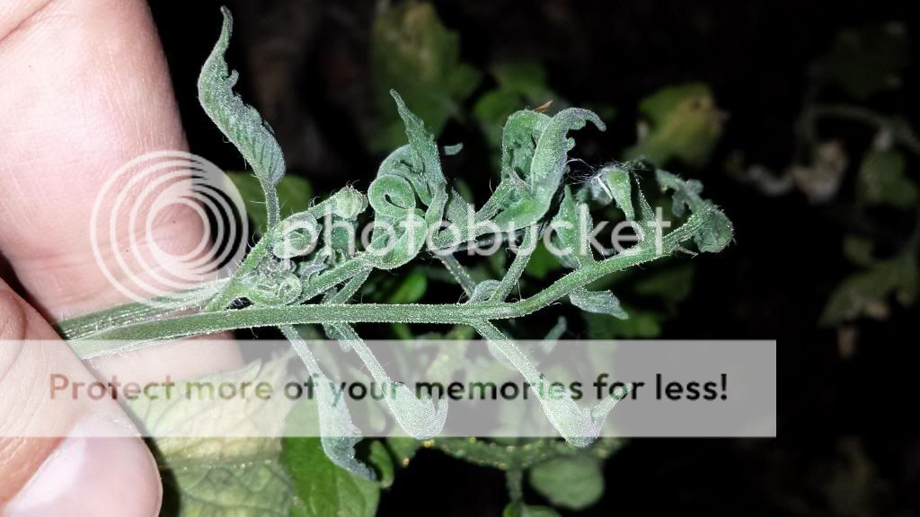  photo 2014-05-15203456_zps68ce5486.jpg